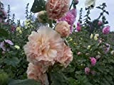 Perenne alto Alcea Rosea (Malvone comune) a fiore doppio colori misti 500 semi