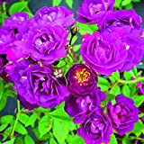 Perennial Blue®, rosa rampicante di Rose Barni®, altezza raggiunta fino a 3 metri, rifiorente con fiori a grappoli viola lilla, ...