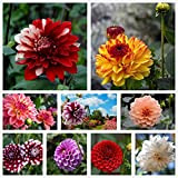 Petali composti di semi di dalia multicolore misti confezionati singolarmente (900+) piante in vaso da giardino all'aperto (non OGM) (6g)