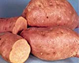 Petsdelite® - Semi di patate dolci centenarie - Patate dolci più popolari americane, ideali per aree di breve stagione
