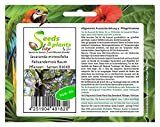 Pezzi - 20x Jacaranda Mimosifolia Palissandro Albero Piante - Seme B1640 - Seeds Plants Shop Samenbank Pfullingen Patrik Ipsa