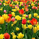 Pezzi Mescolare Semi per piantare,300pcs/bag tulipani semi pieni di pianta di vitalità in autunno semi di piante da fiore naturali ...