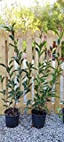 Photinia red robin 30 piante alt. 80/100cm. (foto reali)