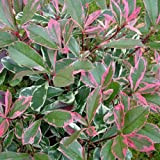 Photinia x Fraseri 'Pink Marble' Fotinia Variegata Pianta da Siepe h.60/80 cm