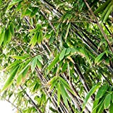 Phyllostachys nigra (Bambù nero) [Vaso Ø24cm]
