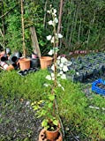 Pianta Albero frutti di bosco Uva spina bianca - Imballaggio speciale protettivo
