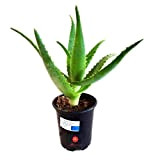 Pianta Aloe Arborescens Etnea da coltivazione bio biologica Piantina Piccola in vaso 20 cm per esterno interno casa giardino 1 ...