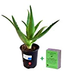 Pianta Aloe Arborescens Etnea da coltivazione bio biologica Vera Piantina Piccola in vaso 20 cm per esterno interno casa giardino ...
