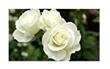 Pianta Cespuglio Rosa Bianca 40 Cm In Zolla Pronta Da Piantare Perenne Giardino Vaso