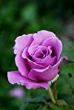 Pianta Cespuglio Rosa In Zolla Perenne 40 Cm Giardino Vaso (Eminence Viola)