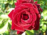Pianta Cespuglio Rosa In Zolla Perenne 40 Cm Giardino Vaso (Rosso da taglio)