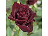 Pianta Cespuglio Rosa Nera Black Profumata 40 Cm In Zolla Pronta Da Piantare Perenne Giardino Vaso