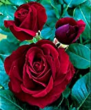 Pianta Cespuglio Rosa Roseto Rossa Da Taglio 40 Cm In Zolla Pronta Da Piantare Perenne Giardino