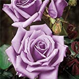 Pianta Cespuglio Rosa viola blu Eminence 40 Cm In Zolla Perenne Giardino Vaso