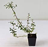 Pianta Cotoneaster Salicifolia vaso 7cm,Altezza 10/15cm