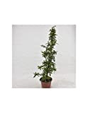 Pianta Cotoneaster Salicifolius - Dimensione Vaso Vaso 14cm