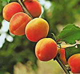 Pianta da frutto ALBERO SIMILE DI ALBICOCCO -PRUNUS ARMENIACA- DI SETTEMBRE DAI FRUTTI GROSSI pianta vera Ø 19 cm - ...