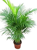 Pianta da interno – Pianta per casa o ufficio – Chrysalidocarpus lutescens – Palma Areca – Palmisto moltiplicante, altezza 1,1 m