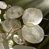Pianta del dollaro d'argento, pianta dei soldi - Lunaria annua - semi