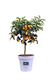 pianta del Kumquat Nano pianta del Mandarino Cinese pianta di Kumquat Nano età 4 anni pianta vera venduta da eGarden.store