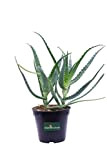 Pianta di Aloe Arborescens Età 2 Anni pianta Ornamentale di Aloe Arborescens pianta di Aloe in vaso pianta di Aloe ...