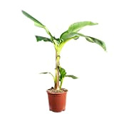 Pianta di banana – Musa 'Dwarf Cavendish', altezza 95 cm, diametro vaso 21 cm