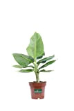 Pianta di Banano Nano Pianta di Musa Tropicana pianta da esterno pianta da interno pianta ornamentale di Banano pianta vera ...