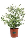 Pianta di Bosso Sempervirens Rotundifolia pianta di Buxus pianta da giardino pianta ornamentale di Bosso pianta vera di Bosso venduta ...