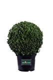 Pianta di Buxus Sempervirens Arborescens Sfera o Bosso Sempreverde Palla pianta da esterno pianta da siepe pianta ornamentale pianta per ...