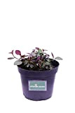 pianta di cappero pianta aromatica di cappero pianta di cappero in vaso pianta vera venduta da eGarden.store