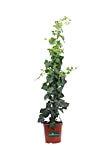 Pianta di Edera Irlandese pianta di Hedera Hibernica pianta di Edera Verde rampicante pianta da esterno pianta ornamentale pianta vera ...