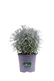 Pianta di Elicriso pianta di Helichrysum Italicum pianta aromatica pianta vera pianta ornamentale di Eliciriso pianta da esterno venduta da ...