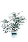 Pianta di Eucalipto Pianta di Eucalyptus Perriniana pianta di Eucalipto ornamentale pianta da esterno pianta vera Eucalyptus Perriniana venduta da ...