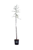 Pianta di Falso Pepe Albero di Schinus Molle pianta da esterno Albero ornamentale di Falso Pepe albero da giardino pianta ...