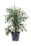 Pianta di Ficus Benjamin Twilight pianta da interno pianta ornamentale di Ficus Benjamin pianta a foglia variegata pianta da appartamento ...