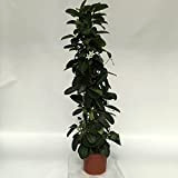 pianta di GELSOMINO DEL MADAGASCAR rampicante STEPHANOTIS PROFUMATISSIMO in vaso 18 AMDGarden