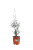 Pianta di Ginepro Fenicio Pianta di Juniperus Phoenicea Albero di Ginepro pianta da esterno pianta conifera Albero vero di Ginepro ...
