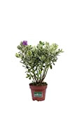 Pianta di Hebe X Andersonii Variegata pianta da esterno pianta da giardino pianta a foglia variegata ornamentale pianta vera d ...