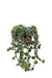 Pianta di Hedera Helix White Wonder pianta di Edera pianta da esterno pianta ornamentale d Edera pianta con foglie variegate ...