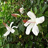Pianta di Hibiscus Sinensis Vaso 18cm