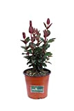 Pianta di Iperico Pianta di Hypericum x Inodorum Magical Red Flame pianta da esterno pianta da giardino pianta vera di ...