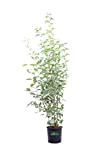 Pianta di Ligustro Giapponese Pianta di Ligustrum Japonicum pianta da esterno pianta da giardino pianta ornamentale di Ligustro pianta da ...