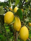 pianta di Limone 4 stagioni o Lunario albero di limone rifiorente in vaso Età 2 anni pianta vera di limone ...
