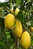 pianta di limone albero di limone in vaso pianta vera di limone da mangiare età 2 anni venduta da eGarden.store ...