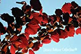 Pianta di Nocciolo Rosso (varietà RODE ZELLER) - Corylus Avellana Rosso