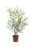 Pianta di Oleandro Pianta di Nerium Oleander pianta da esterno pianta da giardino pianta da fiore pianta ornamentale di Oleandro ...