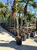 Pianta di Olivo Ulivo varietà LA CORATINA in vaso da trapianto 17 cm pianta da frutto, bonsai Altezza 50-70 cm