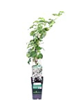 Pianta di Ortensia Rampicante pianta di Hydrangea Petiolaris pianta da esterno pianta rampicante pianta ornamentale di Ortensia pianta vera di ...