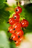 Pianta di Ribes Rosso Albero di Ribes Rosso Età 2 anni Pianta da frutto di Ribes Rosso in vaso Pianta ...