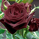 Pianta di ROSA BREVETTATA BLACK BACCARA ® rosa nera PROFUMATA vaso19 FOTO REALE AMDGarden